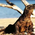 Begini Keseruan Adventure di Petualangan Alam Komodo Komodo Labuan Bajo Benchmark Sukses Korea dan Bali