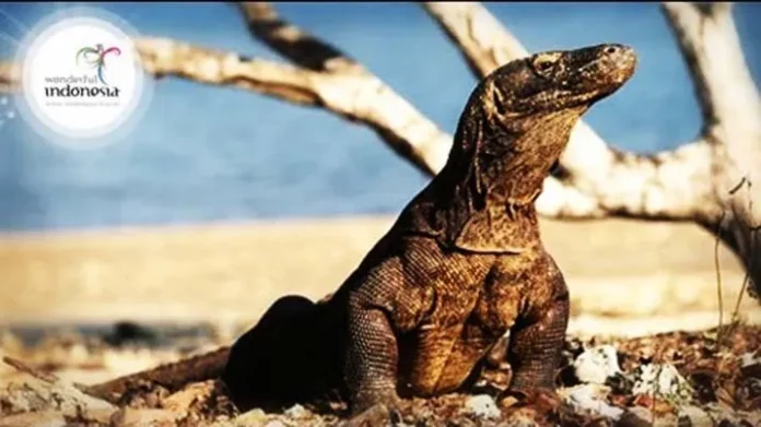 Komodo Labuan Bajo Benchmark Sukses Korea dan Bali