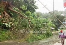 Hujan Deras Akibatkan Pohon Tumbang dan Tanah Longsor di Kendari Hujan Deras Akibatkan Pohon Tumbang dan Tanah Longsor di Kendari
