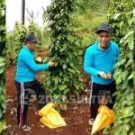 Bupati Konut Jadikan Modal Zakat Hasil Panen Perdana Merica Bupati Konut Jadikan Modal Zakat Hasil Panen Perdana Merica