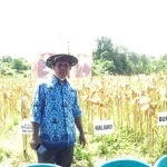 Pemkab Konut Panen Perdana Jagung Hibrida Pemkab Konut Panen Perdana Jagung Hibrida