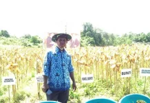 Pemkab Konut Panen Perdana Jagung Hibrida Pemkab Konut Panen Perdana Jagung Hibrida