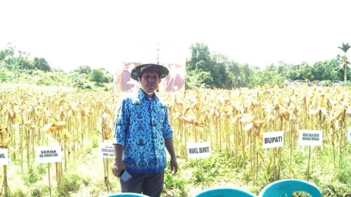 Pemkab Konut Panen Perdana Jagung Hibrida