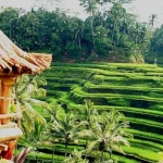 #ObamaAjaPiknikKeBali Ingin Menikmati Keindahan Alam Ubud #ObamaAjaPiknikKeBali Ingin Menikmati Keindahan Alam Ubud