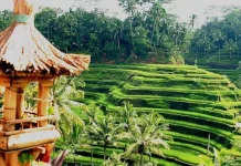 #ObamaAjaPiknikKeBali Ingin Menikmati Keindahan Alam Ubud #ObamaAjaPiknikKeBali Ingin Menikmati Keindahan Alam Ubud