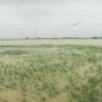 Hujan Selama Sebulan, 154 Hektar Lahan Pertanian di Mubar Terendam Banjir Hujan Selama Sebulan, 154 Hektar Lahan Pertanian di Mubar Terendam Banjir