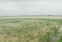 Hujan Selama Sebulan, 154 Hektar Lahan Pertanian di Mubar Terendam Banjir Hujan Selama Sebulan, 154 Hektar Lahan Pertanian di Mubar Terendam Banjir