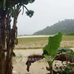 Banjir, Puluhan Hektar Sawah dan Tambak di Konut Gagal Panen Banjir, Puluhan Hektar Sawah dan Tambak di Konut Gagal Panen