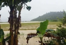 Banjir, Puluhan Hektar Sawah dan Tambak di Konut Gagal Panen Banjir, Puluhan Hektar Sawah dan Tambak di Konut Gagal Panen