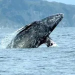 Asyiiiik…NTT Bakal Punya Destinasi Wisata Menonton 18 Jenis Paus ilustrasi paus