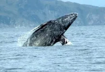 Asyiiiik…NTT Bakal Punya Destinasi Wisata Menonton 18 Jenis Paus ilustrasi paus