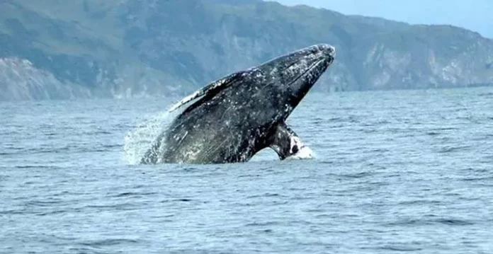 ilustrasi_paus ilustrasi paus