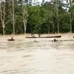 Banjir Konsel, Satu Mobil dan Motor Hanyut Terbawa Arus Banjir Konsel, Satu Mobil dan Motor Hanyut Terbawa Arus