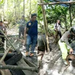 Jelang Idul Fitri, Polsek Bonegunu Razia Pabrik Miras Jelang Idul Fitri, Polsek Bonegunu Razia Pabrik Miras