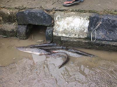 Drainase di Jalan Saranani Mendadak Jadi Kolam Pemancingan Ikan Lele