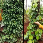 Begini Cara Bupati Konut Mengisi Waktu Libur Ramadhan Begini Cara Bupati Konut Mengisi Waktu Libur Ramadhan