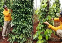 Begini Cara Bupati Konut Mengisi Waktu Libur Ramadhan Begini Cara Bupati Konut Mengisi Waktu Libur Ramadhan