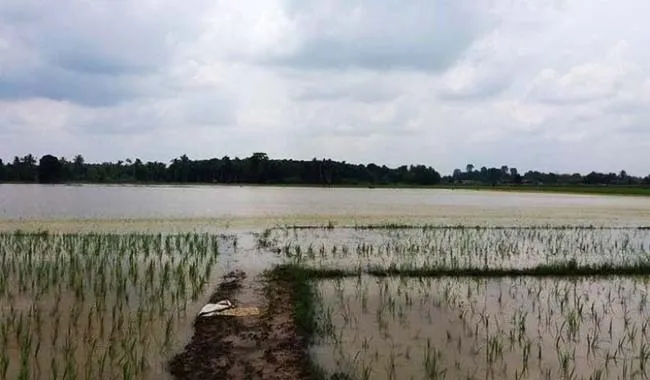 sawah_banjir_ilustrasi