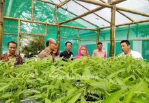 Inflasi Tinggi, BI Himbau Warga Kendari Tanam Sayur di Pekarangan Rumah Inflasi Tinggi, BI Himbau Warga Kendari Tanam Sayur di Pekarangan Rumah