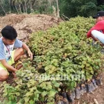 Atasi Kesulitan Ekonomi Masyarakat, Pemdes Waworaha Tanam Nilam Atasi Kesulitan Ekonomi Masyarakat, Pemdes Waworaha Tanam Nilam