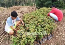 Atasi Kesulitan Ekonomi Masyarakat, Pemdes Waworaha Tanam Nilam Atasi Kesulitan Ekonomi Masyarakat, Pemdes Waworaha Tanam Nilam