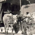 Main Lumpur, Gerobag Sapi dan Sayur Lompong, Andalan Omah Kecebong Main Lumpur, Gerobag Sapi dan Sayur Lompong, Andalan Omah Kecebong