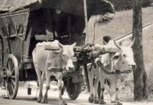Main Lumpur, Gerobag Sapi dan Sayur Lompong, Andalan Omah Kecebong Main Lumpur, Gerobag Sapi dan Sayur Lompong, Andalan Omah Kecebong