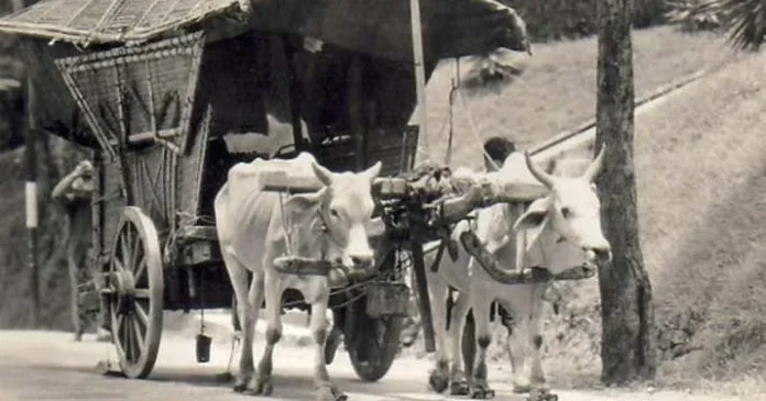 Main Lumpur, Gerobag Sapi dan Sayur Lompong, Andalan Omah Kecebong