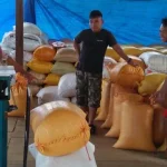 Panen 90 Ton Jagung, Pemda Konut Tepis Isu Gagal Tanam Panen 90 Ton Jagung, Pemda Konut Tepis Isu Gagal Tanam