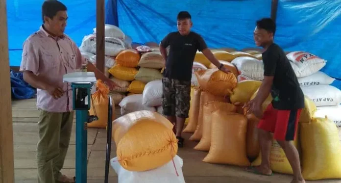 Panen 90 Ton Jagung, Pemda Konut Tepis Isu Gagal Tanam