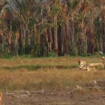 Antisipasi Kepunahan Sagu, DKP Konawe Wacanakan Pembangunan Laboratorium Antisipasi Kepunahan Sagu, DKP Konawe Wacanakan Pembangunan Laboratorium