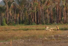 Antisipasi Kepunahan Sagu, DKP Konawe Wacanakan Pembangunan Laboratorium Antisipasi Kepunahan Sagu, DKP Konawe Wacanakan Pembangunan Laboratorium