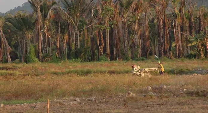 Antisipasi Kepunahan Sagu, DKP Konawe Wacanakan Pembangunan Laboratorium