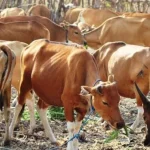 Pemda Kolut Antisipasi Pedagang Sapi Nakal ilustrasi sapi