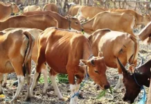 Berdayakan Masyarakat Miskin, Dana Desa Andeo dan Anomowu Kembangkan Ternak Sapi di Konut ilustrasi sapi