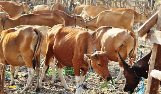 ilustrasi_sapi ilustrasi sapi