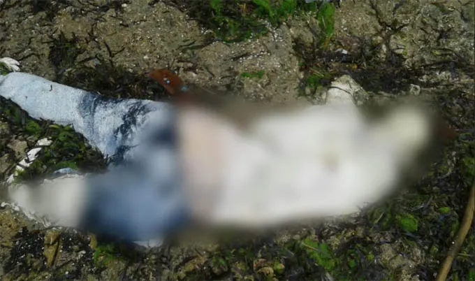 mayat_wakatobi1 Polres Wakatobi Selidiki Identitas Mayat yang Terdampar di Pantai Matahora