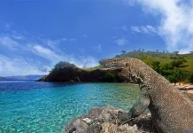 Yes! Taman Nasional Komodo Sambar World Top 10 Best Destinations versi Natinal Geographic Yes! Taman Nasional Komodo Sambar World Top 10 Best Destinations versi Natinal Geographic