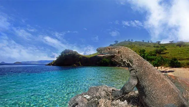 pulau-komodo Yes! Taman Nasional Komodo Sambar World Top 10 Best Destinations versi Natinal Geographic