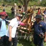 Antisipasi Kelangkaan Populasi, Dinas PKH Konsel Periksa Kesehatan Sapi Antisipasi Kelangkaan Populasi, Dinas PKH Konsel Periksa Kesehatan Sapi