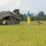 Sawah Produktif di Konawe Capai 42.750 Hektar sawah