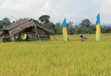 Sawah Produktif di Konawe Capai 42.750 Hektar sawah