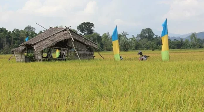 sawah_konawe sawah