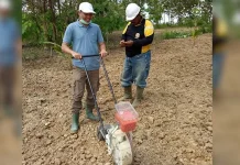 Gempita Sultra Mulai Menanam 2.300 Hektar Jagung Hibrida Gempita Sultra Mulai Menanam 2.300 Hektar Jagung Hibrida