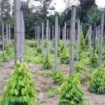 Pembukaan Kawasan Hutan Produksi Jadi Kebun Merica di Konut Diduga Terstruktur iustrasi kebun merica