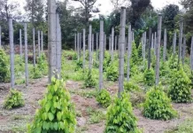 Kebun Merica Milik Pejabat Pemkab Konut Diduga Masuk Kawasan Hutan Produksi iustrasi kebun merica