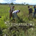 Saat Petani di Konawe Lomba Berburu Tikus Saat Petani di Konawe Lomba Berburu Tikus