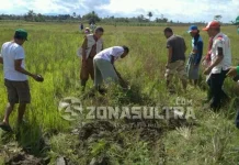 Saat Petani di Konawe Lomba Berburu Tikus Saat Petani di Konawe Lomba Berburu Tikus