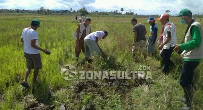 Saat Petani di Konawe Lomba Berburu Tikus