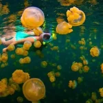 Jaga Keindahan Objek Wisata, Pemkab Berau Siapkan Perda Jaga Keindahan Objek Wisata, Pemkab Berau Siapkan Perda